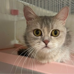 マンチカンの女の子避妊をしてからのお渡しです。1歳です