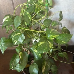 ポトスの画像