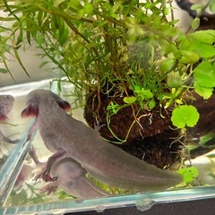 ウーパールーパーブラックの画像