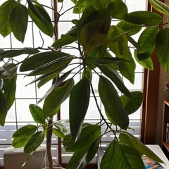 フィカス　ゴムの木　の画像