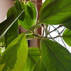 フィカス　ゴムの木　の画像