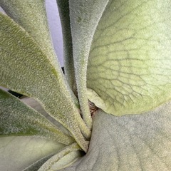 ビカクシダ　ビフルカツムの画像