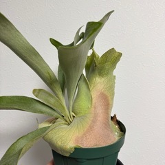 ビカクシダ　ビフルカツムの画像