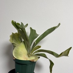 ビカクシダ　ビフルカツムの画像