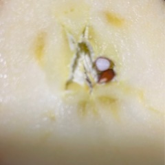 サンふじりんご1箱の画像