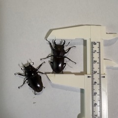 ヤエヤマコクワガタ　【使用済ペア】　🤗　（決まりました！）の画像