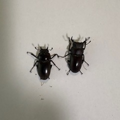 ヤエヤマコクワガタ　【使用済ペア】　🤗　（決まりました！）の画像