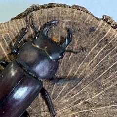 ヤエヤマコクワガタ　【使用済ペア】　🤗　（決まりました！）の画像