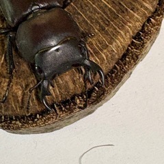 ヤエヤマコクワガタ　【使用済ペア】　🤗　（決まりました！）の画像