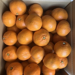 産直みかん12／6収穫　約4キロ　60個前後　1500円/箱の画像