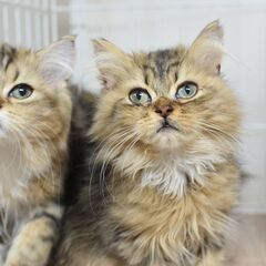 3ヶ月ラガマフィン♂兄弟【里親募集】