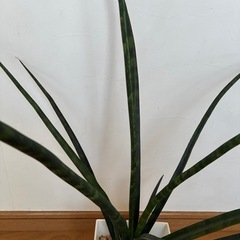 観葉植物　サンセベリアの画像