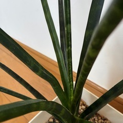 観葉植物　サンセベリアの画像