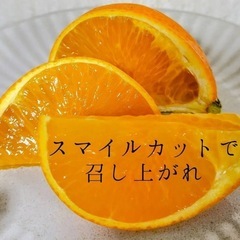 愛媛のまどんなＳサイズ1箱5kgの画像