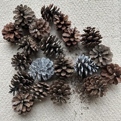 松ぼっくりの画像