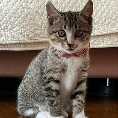 強運のキジシロの女の子❣️ずっとの🏠待ってます☆