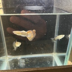 レッド系ドラゴングッピーの画像