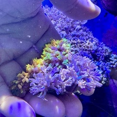 スターポリプとパクパクウミアザミMIX品の画像