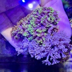 スターポリプとパクパクウミアザミMIX品の画像