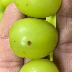 数量限定シャインマスカット訳ありの画像
