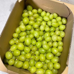 数量限定シャインマスカット訳ありの画像