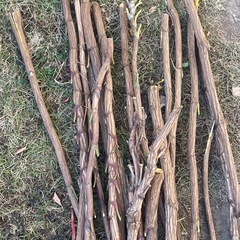 ナンテン　枝　木　材木　木材　長いもので130cm位です。直径、1.5~2cmぐらいの画像