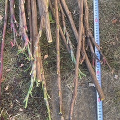 ナンテン　枝　木　材木　木材　長いもので130cm位です。直径、1.5~2cmぐらいの画像