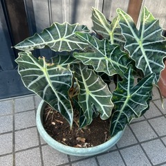 観葉植物の画像