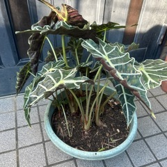 観葉植物の画像