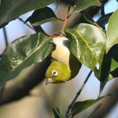 Finepix HS20 30倍ズーム（24~720mm)デジタル併用で60倍超解像ズームもOK　飛行機への持ち込みもOKの単３電池使用の画像