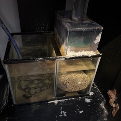 オーバーフロー水槽の画像