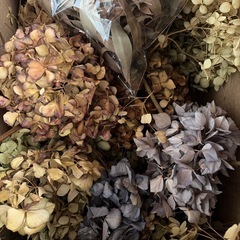 ドライフラワーの画像