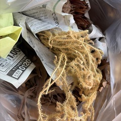 ドライフラワーの画像