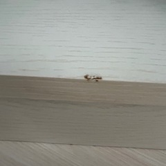 【急募】【無料】ニトリ カラーボックスの画像