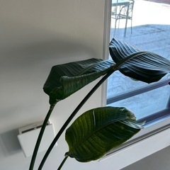 オーガスタ　観葉植物の画像