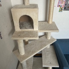 猫の遊ぶのの画像