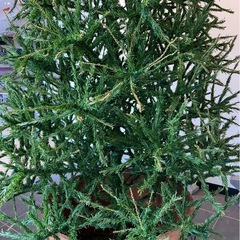 クリスマスツリー 3m　の画像