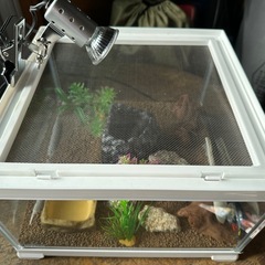 爬虫類　ゲージ　すぐ使えます！の画像