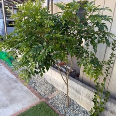 シマトネリコ　160センチの画像