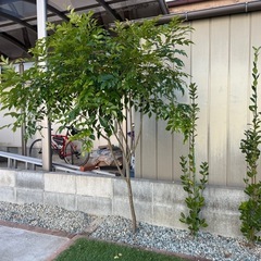 シマトネリコ　160センチの画像