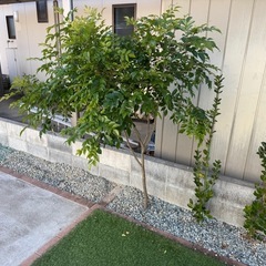 シマトネリコ　160センチの画像