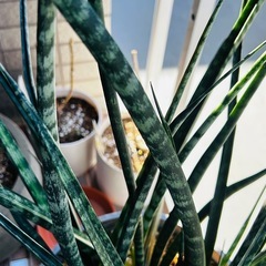 【お話し中です】サンスベリア🪴7号鉢入りの画像