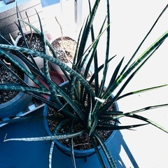 【お話し中です】サンスベリア🪴7号鉢入りの画像