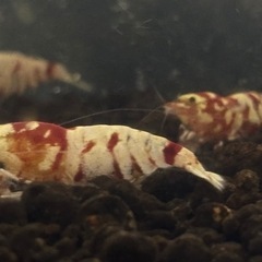 【受付本日限定・先着3名様限定】レッドファンシータイガーシュリンプ♀確定個体の画像