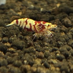 【受付本日限定・先着3名様限定】レッドファンシータイガーシュリンプ♀確定個体の画像