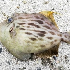 海釣り教えます。の画像