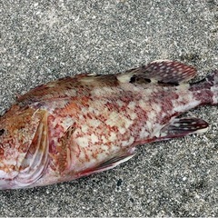 海釣り教えます。の画像