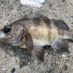 海釣り教えます。の画像