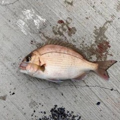 海釣り教えます。の画像