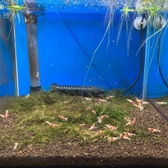 レッドビーシュリンプ (ミックス)の画像